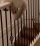 Silly Cat Balances on Stair Railing