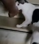 Mama Cat Drags Owner to Show Off Newborn Kittens