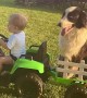 Boy and His Dog Ride Around in Toy Tractor