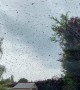 Bee Swarm Surrounds Home