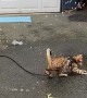 Bengal Cat Goes Wild for Water