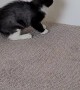 Cat Won't Let Kitten Out of the Room