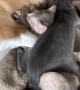 Kittens Find Furry Foster Mom