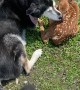 Caring Dog Shows Love to Injured Fawn