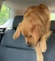 Golden Struggles to Retrieve Fry