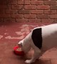 Picky Pup Doesn’t Like Food From the Bowl