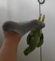 Parrot Hangs From His Human