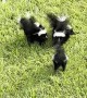 Baby Skunks Team up to Scare Snake Away