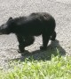 Family Coaxes Black Bear Out of Minivan