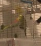 Caring Kitty Shoos Bird Bud Back into Cage