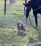 Pig Attempts to Steal Horse