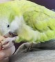 Parrot Loves Relaxing Foot Rubs