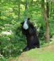 Black Bear Playing With a Jolly Ball