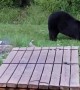 Injured Bear Drops By to Visit His Human Friend