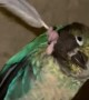 Clever Bird Uses Feather to Scratch His Face