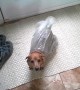 Dog Gets Stuck in Bag While Stealing Garbage