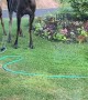 Mama Moose and Her Calf Cool Off Under Sprinkler