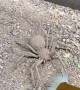 Six Eyed Sand Spider Vs Paintbrush