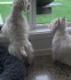 Two Westies on Kangaroo Watch