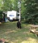 Bear Breaks Into Trailer for Buns