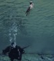 Bird Joins Scuba Divers Underwater
