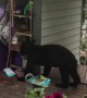 Bear Comes Back for Birdseed