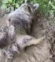 Raccoon Rolls in Mud Puddle