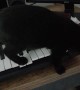 Keyboard Kitty Creates Suspenseful Tune