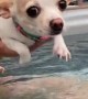 Chill Chihuahua Swims Above Hot Tub