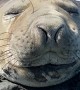 Seal Sneezes Sound Like Farts