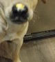 Doggo Struggles to Get Cheese Spread Off His Nose