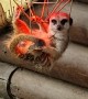 Meerkat Hangs Under Heat Lamp