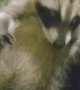 Rescued Raccoon Pup Purrs for Belly Scratches