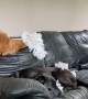 Retriever Ruins Sofa in Search of Ball