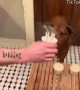 Birthday Dog Blows Out His Own Candles