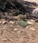 Helping a Thirsty Squirrel Through a Heatwave