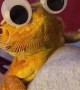 Big Eyes for Bearded Dragon