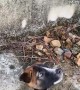 Stuck Puppy Gets Rescued from Drainage Canal