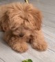 Playful Puppy Battles Broccoli