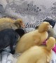 Ducklings Join Bunny for a Bite to Eat