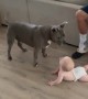 Precious pit bull really wants to play with the baby