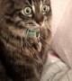 Blind Cat Shocked to Hear a New Voice in the Home