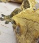 This gecko literally has waterproof skin