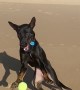 Kelpie Can't Quite Keep Up With Bouncing Ball