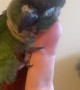 Adorable Green Cheek Conure Gives Himself Head Scratches