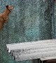 Parkour Pup