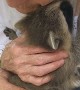 Rescued Baby Raccoons Feel So Safe They Purr