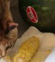 Blind Rescue Cat Munches on Some Corn
