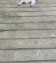 Silly Dog Slides down Front Ramp