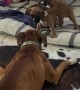 Boxer Babies Play with Their Aunt